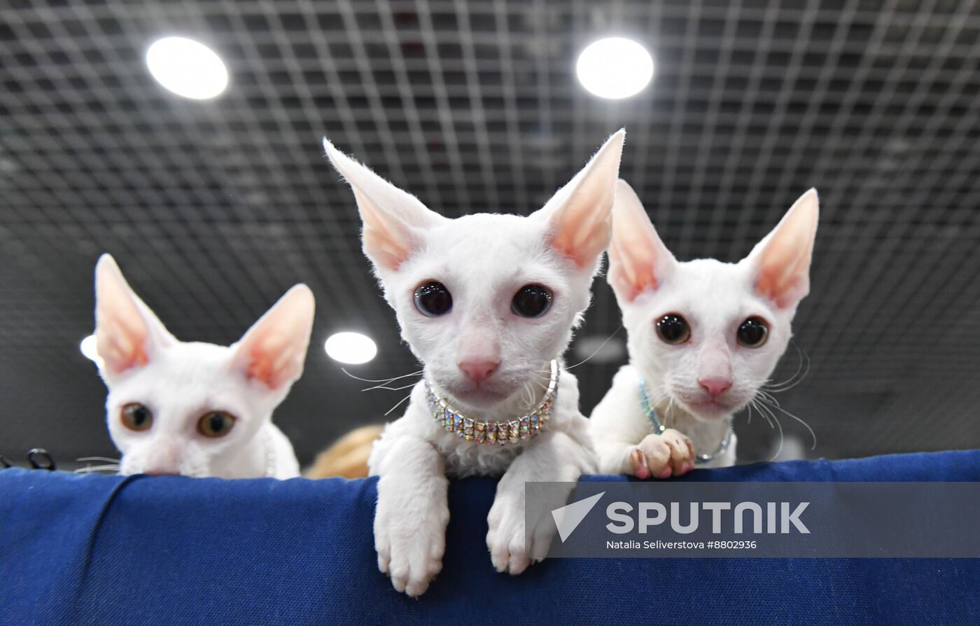 Russia Cat Show