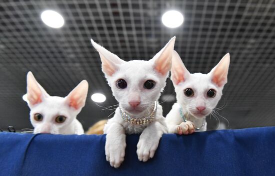 Russia Cat Show