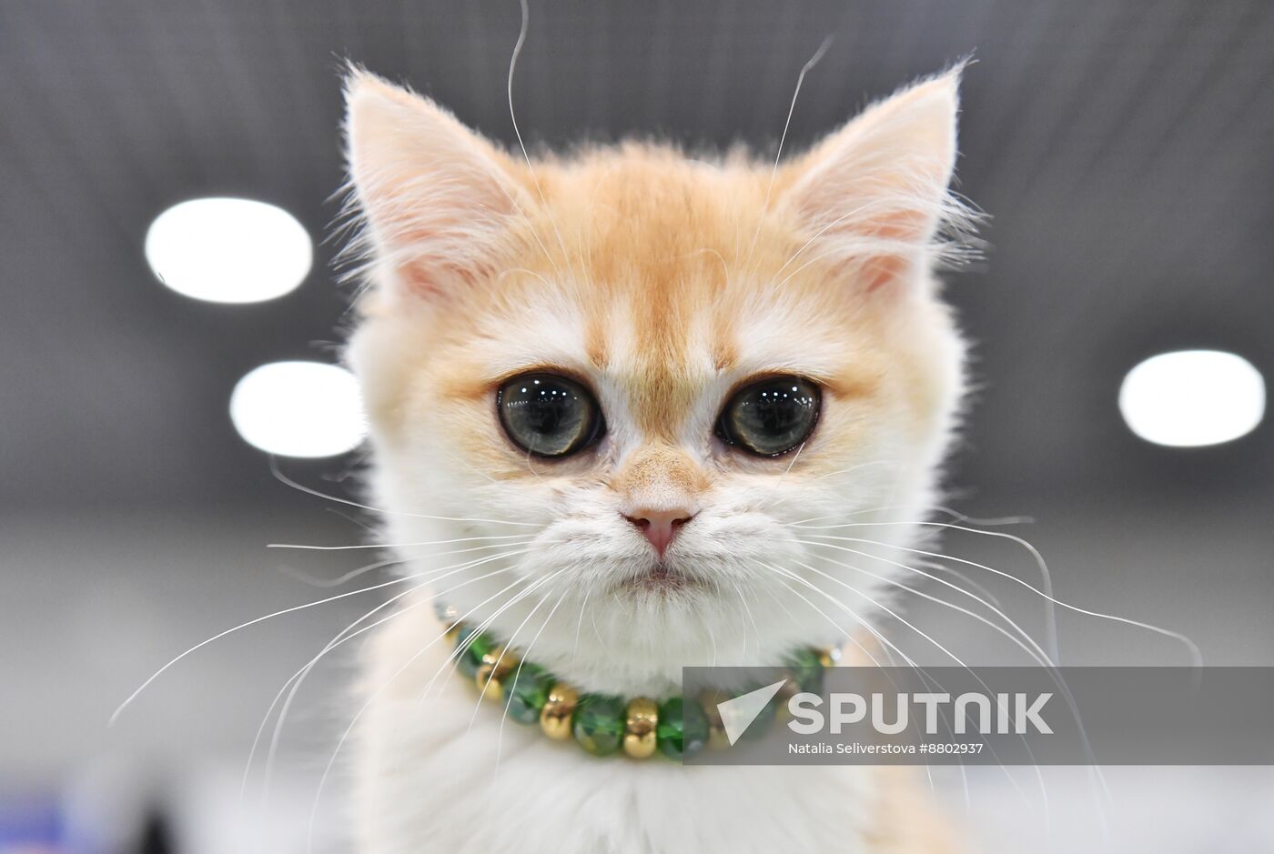 Russia Cat Show