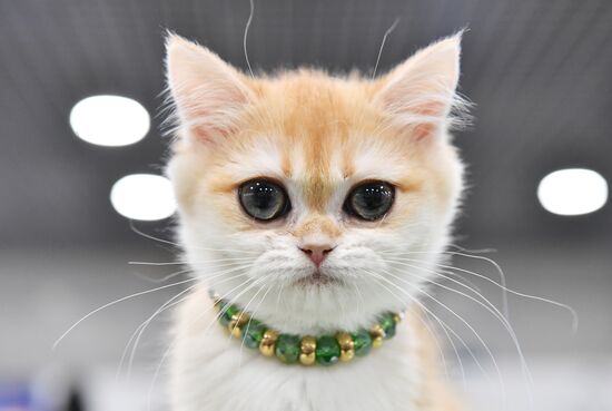 Russia Cat Show