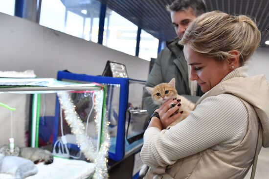 Russia Cat Show