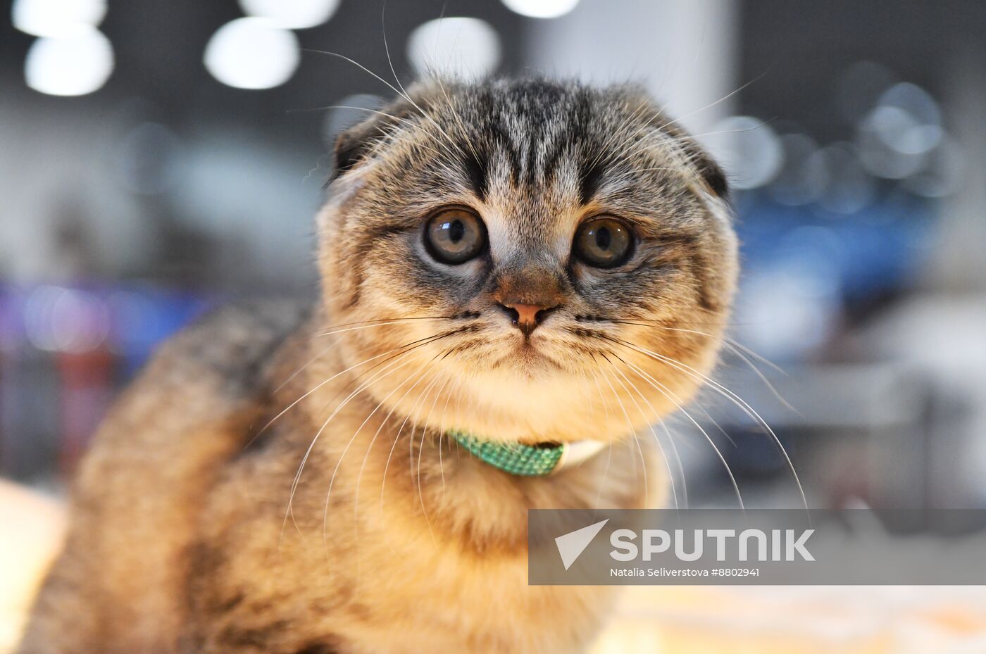 Russia Cat Show