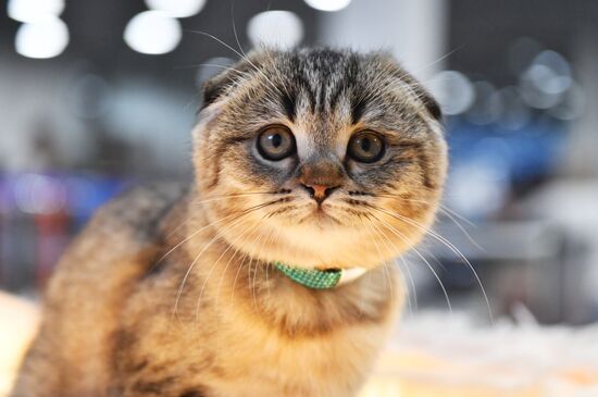 Russia Cat Show