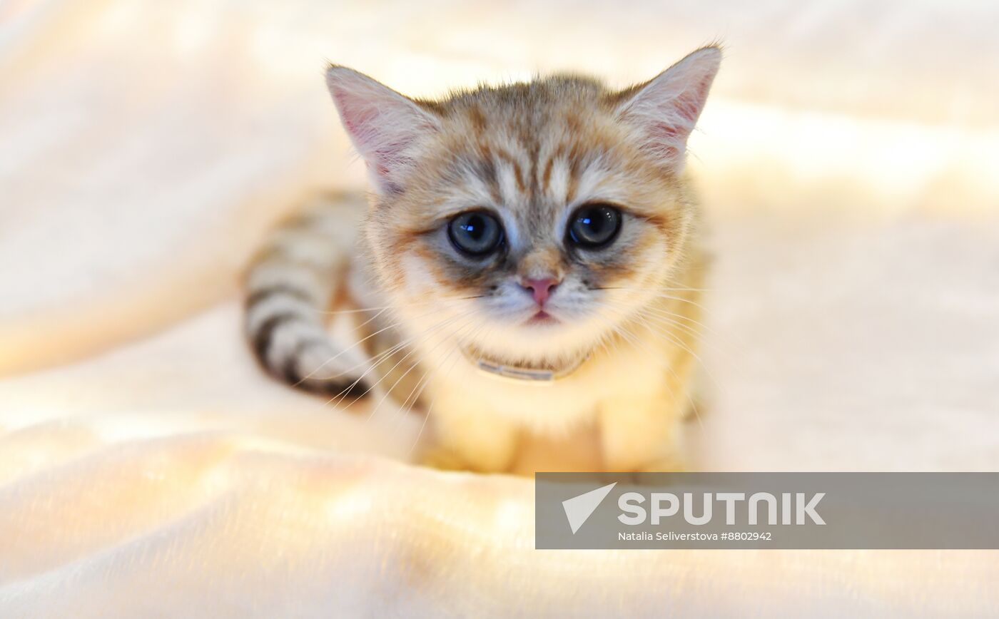 Russia Cat Show
