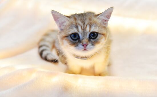 Russia Cat Show