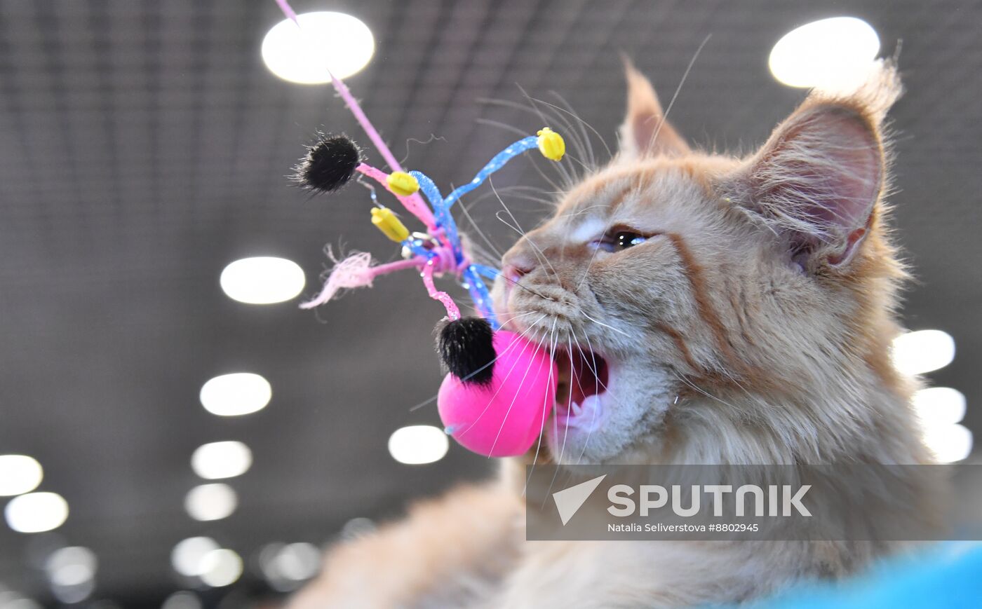 Russia Cat Show