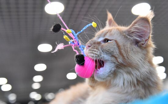 Russia Cat Show
