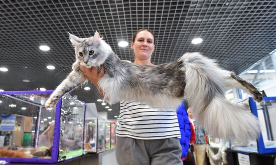 Russia Cat Show