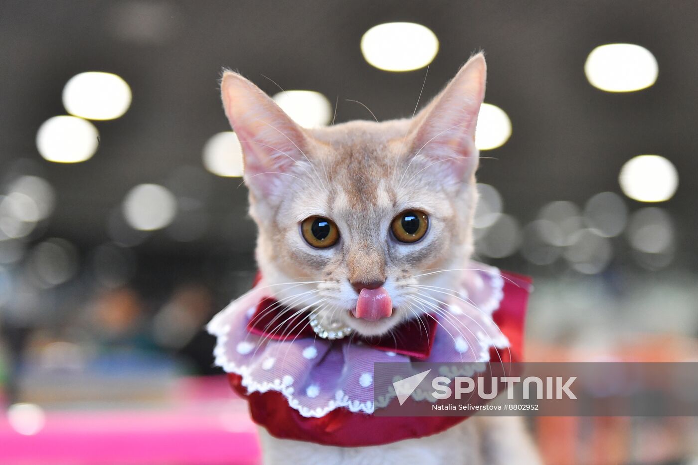 Russia Cat Show