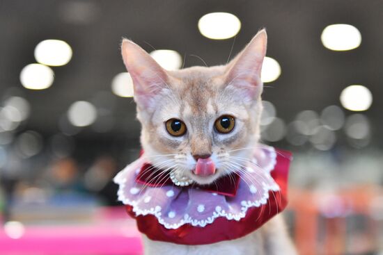 Russia Cat Show