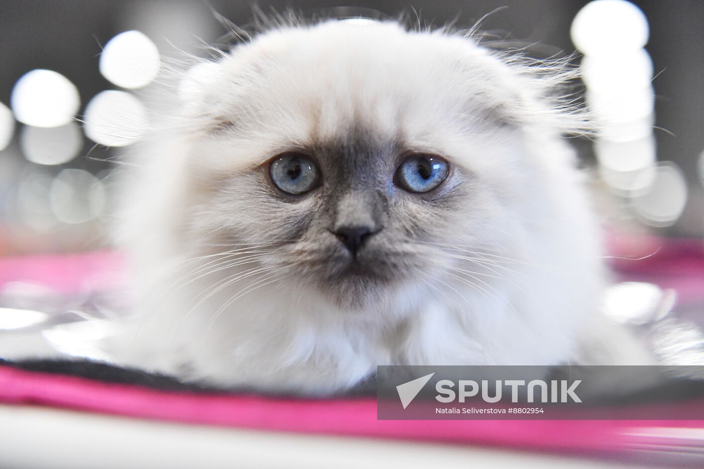 Russia Cat Show