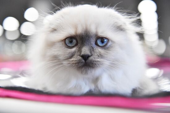 Russia Cat Show