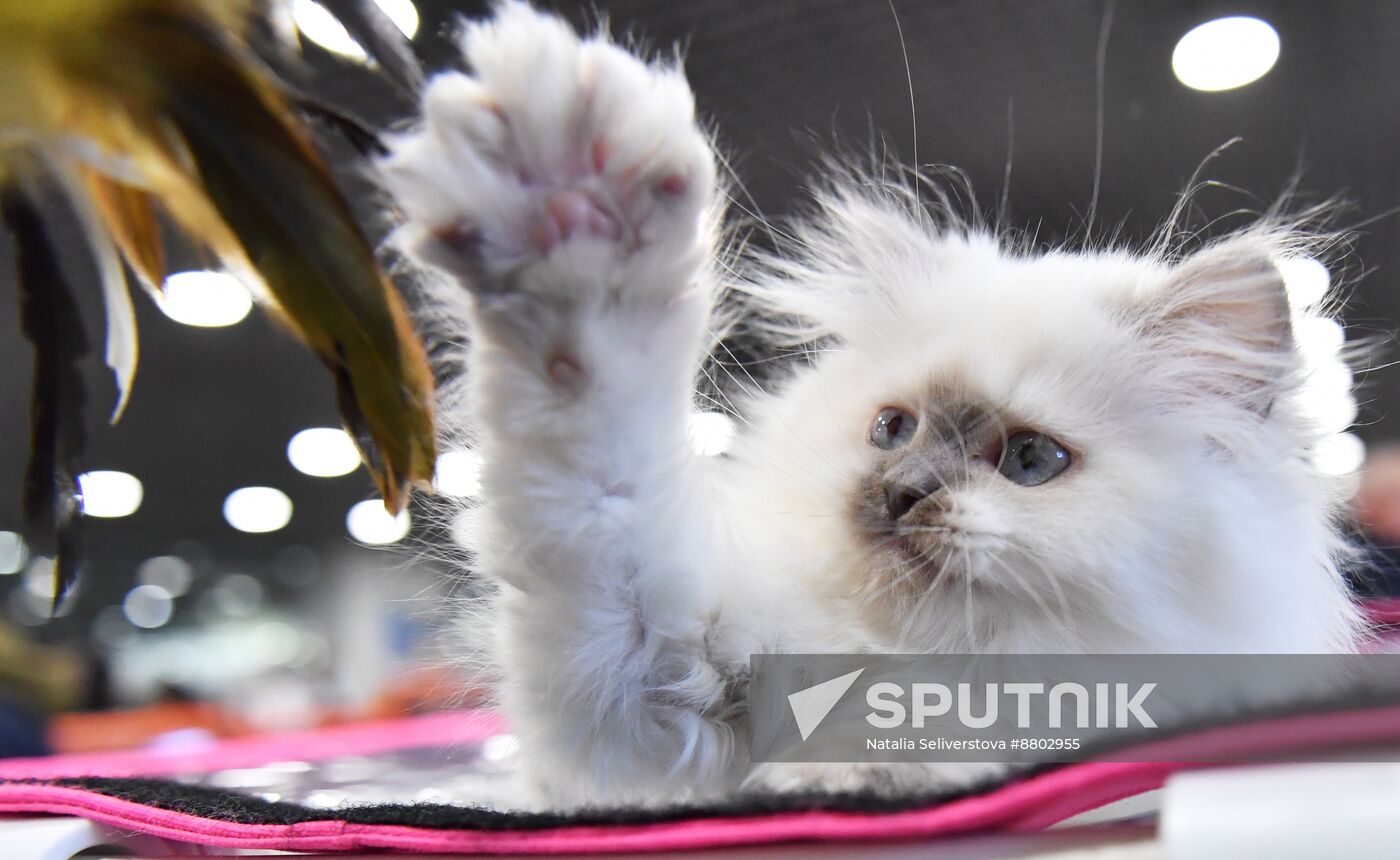 Russia Cat Show