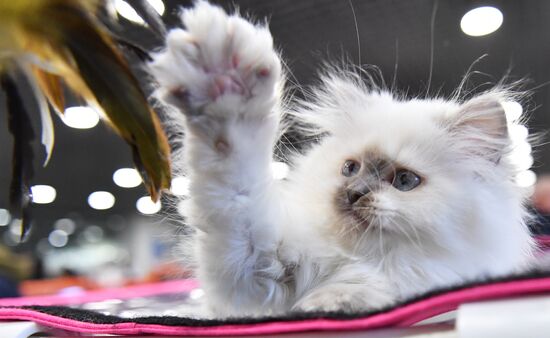 Russia Cat Show