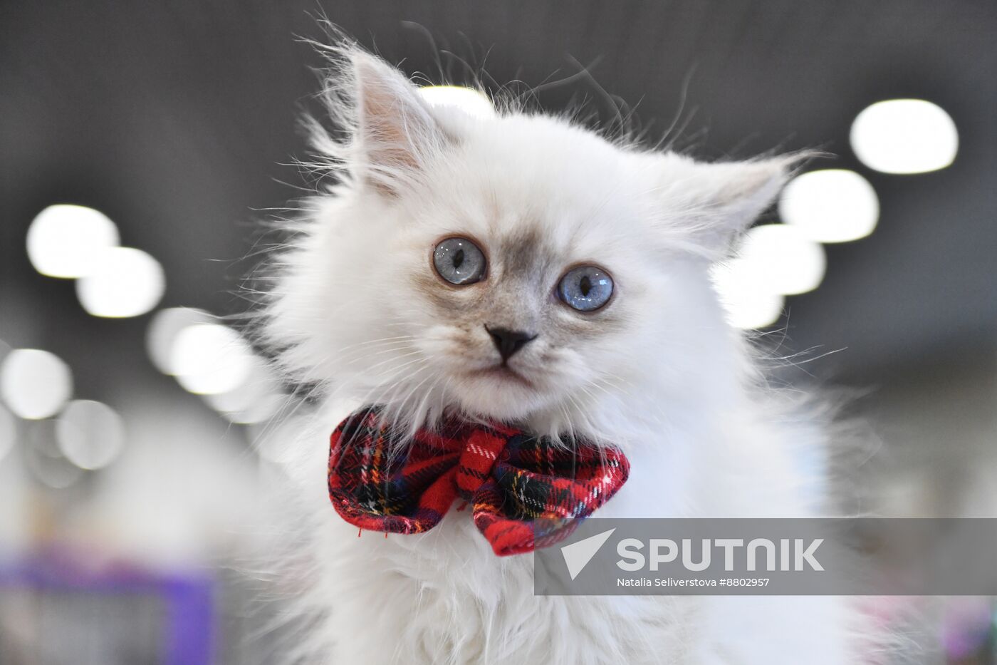 Russia Cat Show