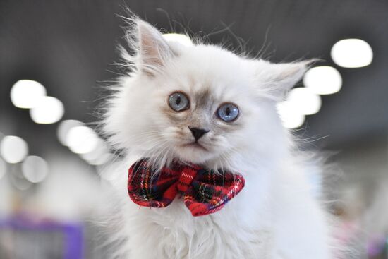 Russia Cat Show
