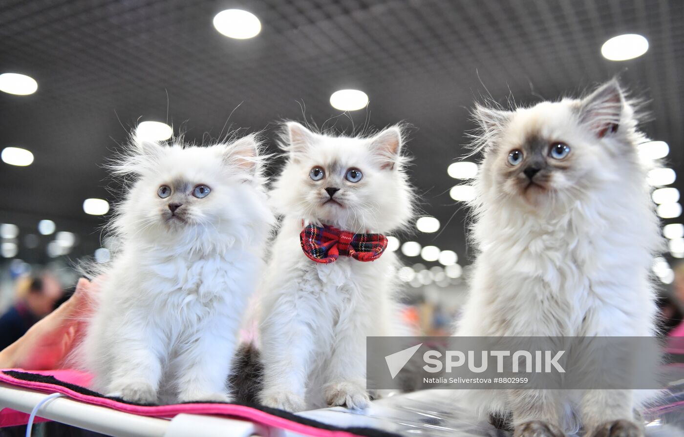 Russia Cat Show