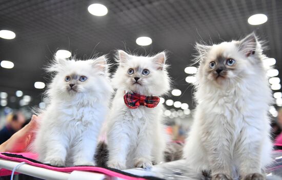 Russia Cat Show