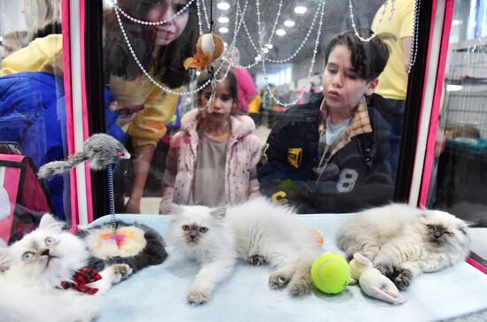Russia Cat Show