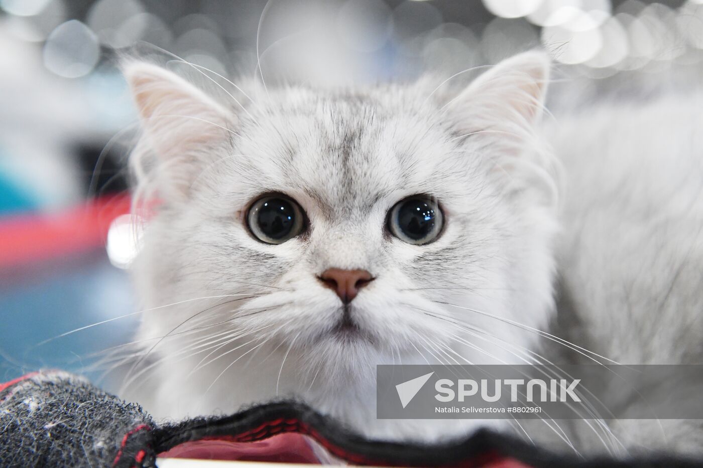 Russia Cat Show