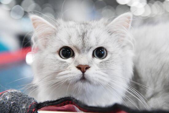 Russia Cat Show