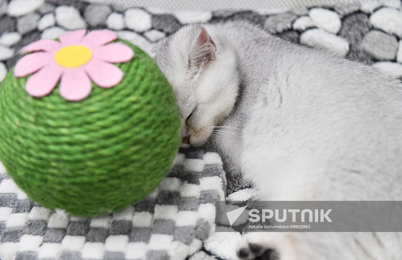 Russia Cat Show