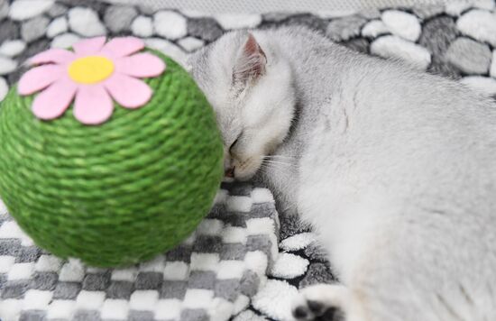Russia Cat Show