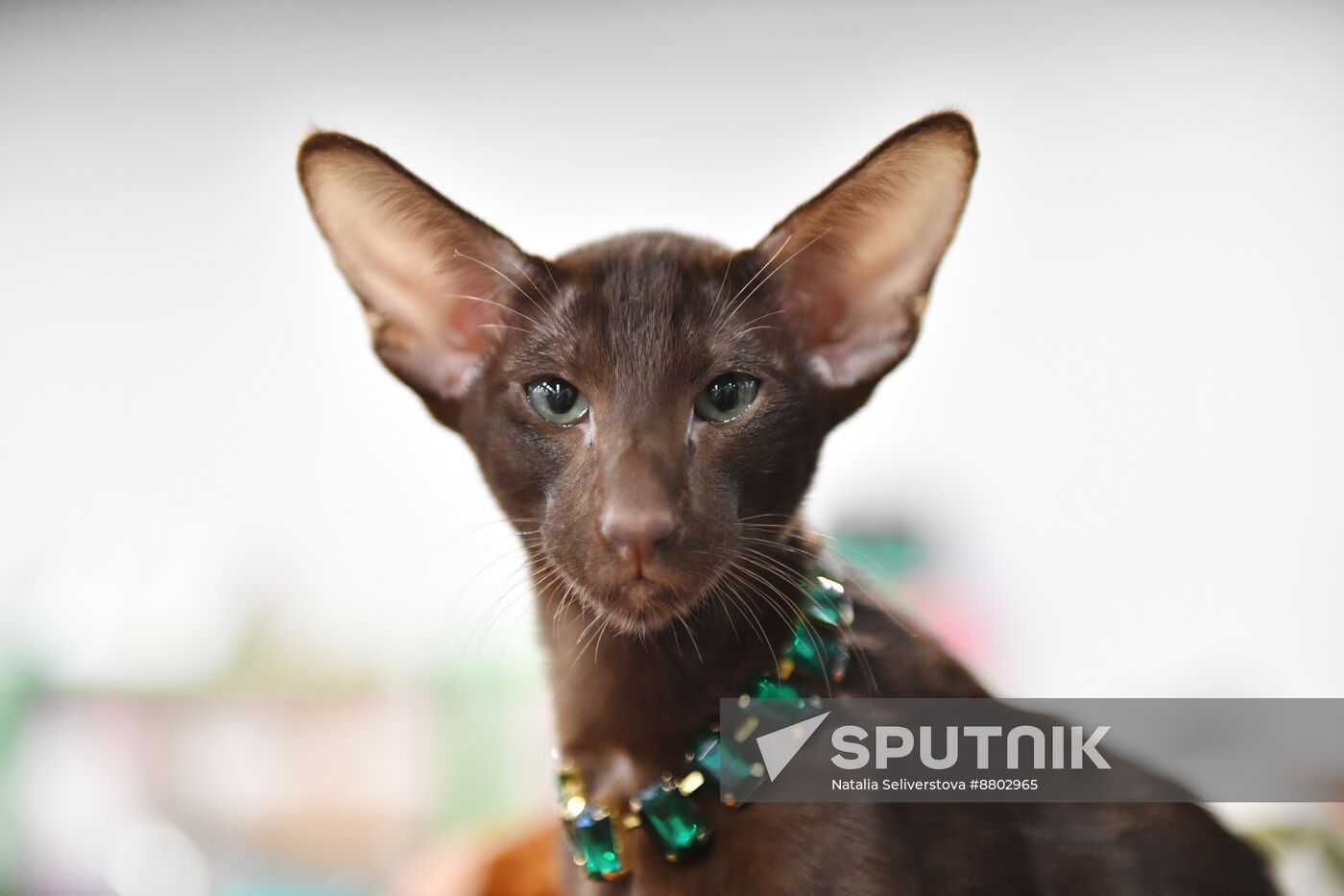 Russia Cat Show