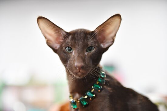 Russia Cat Show