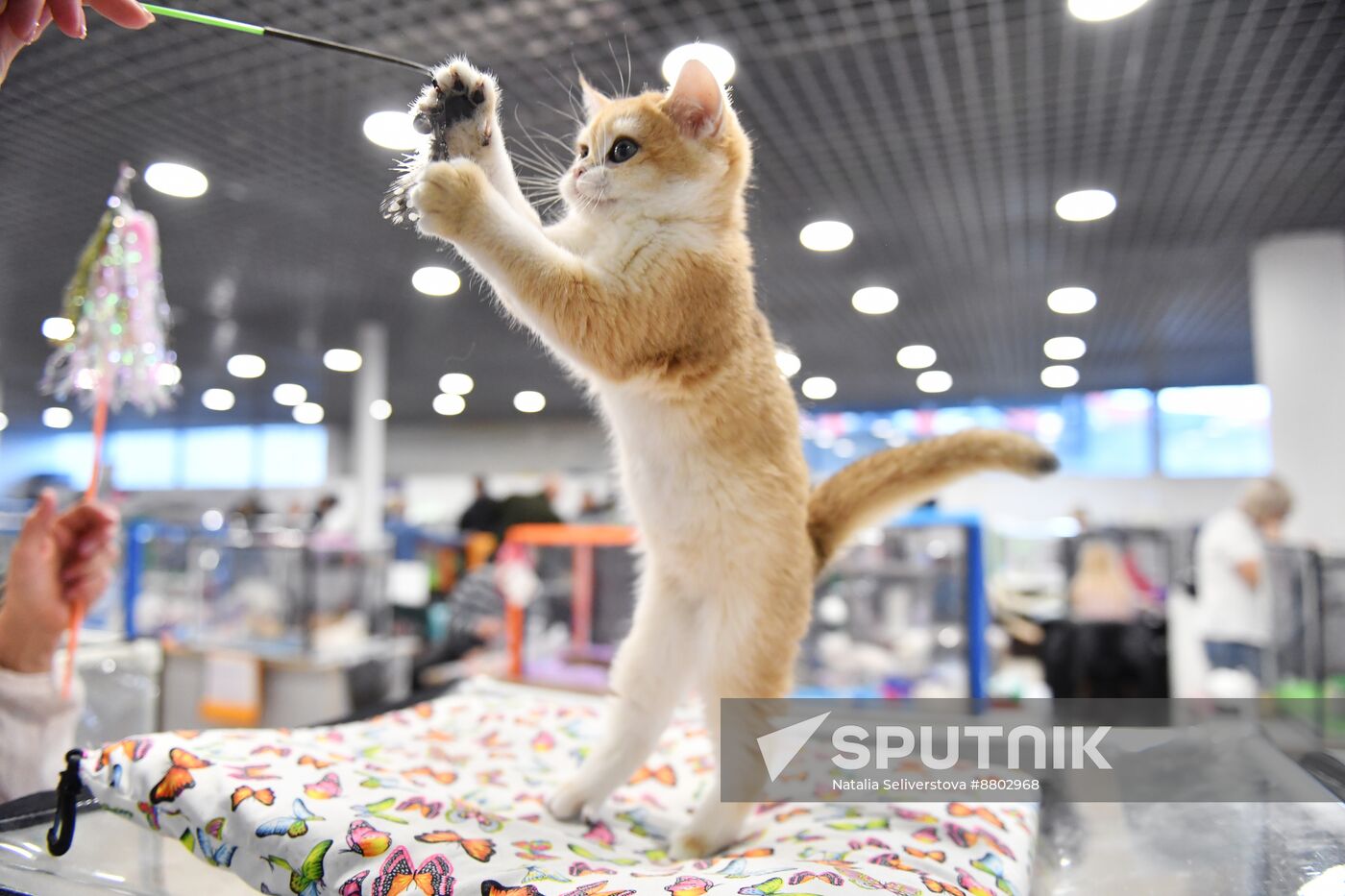 Russia Cat Show