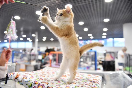 Russia Cat Show