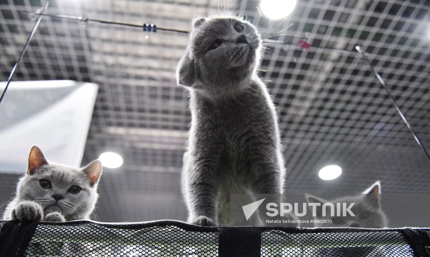 Russia Cat Show