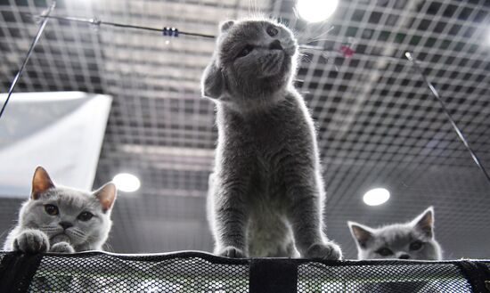 Russia Cat Show