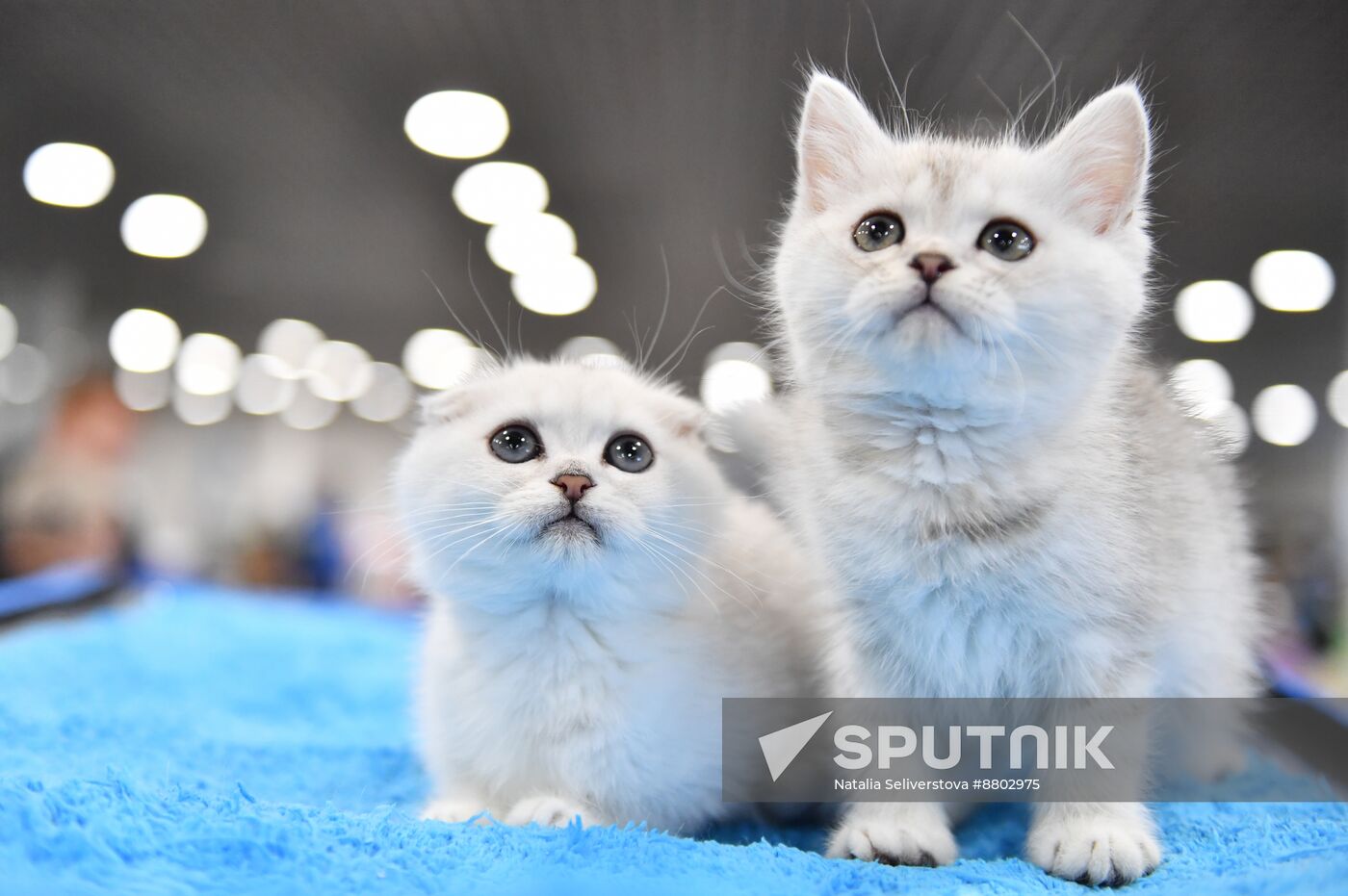 Russia Cat Show