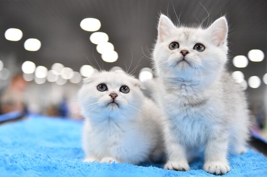 Russia Cat Show