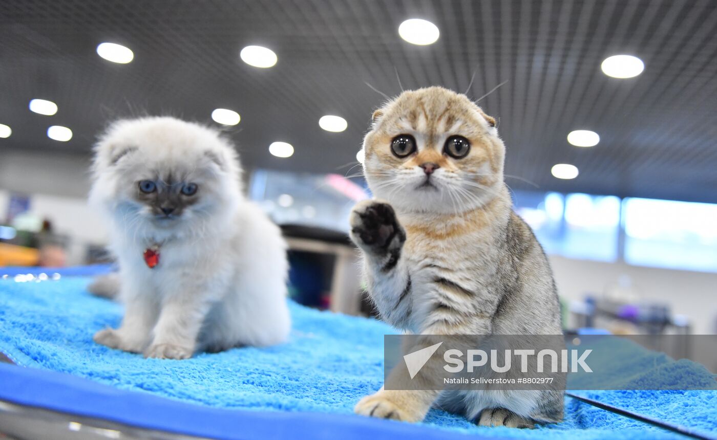 Russia Cat Show