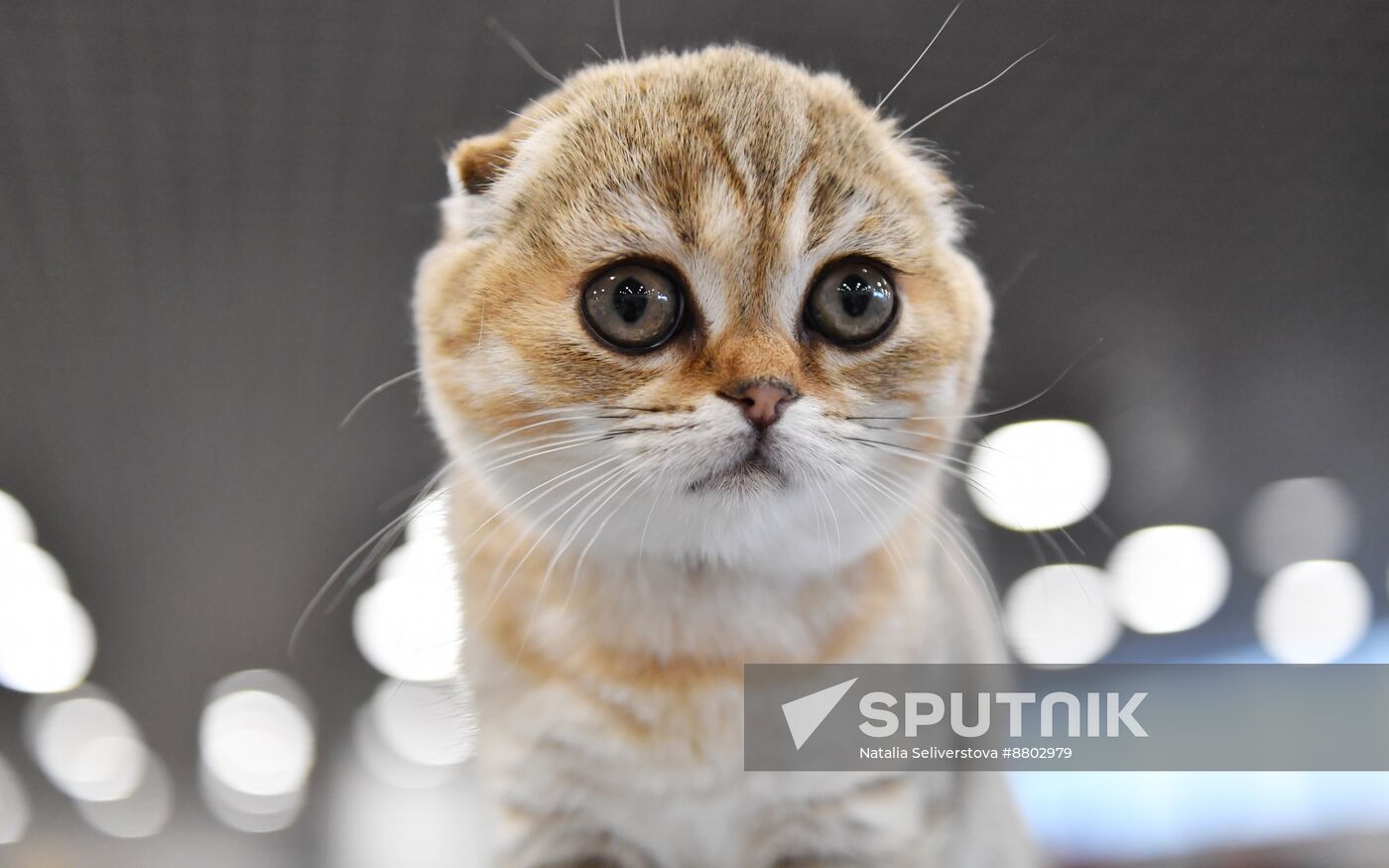 Russia Cat Show