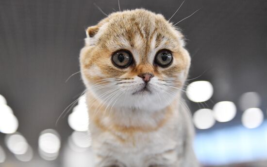 Russia Cat Show