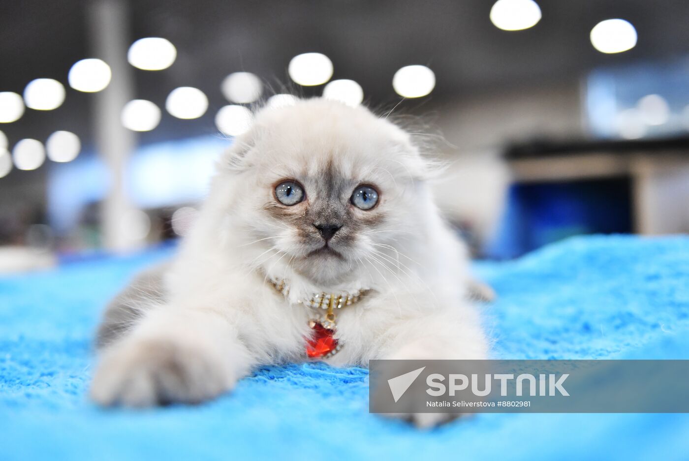 Russia Cat Show