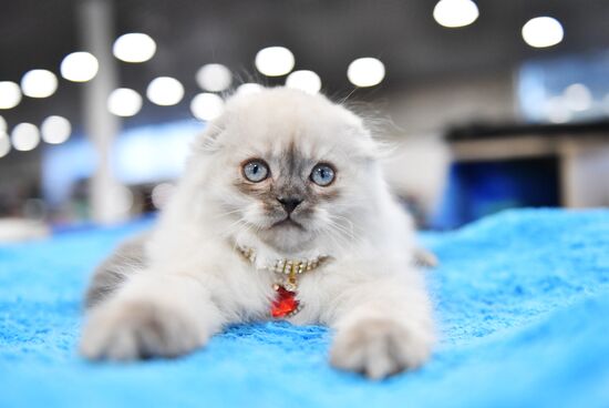 Russia Cat Show