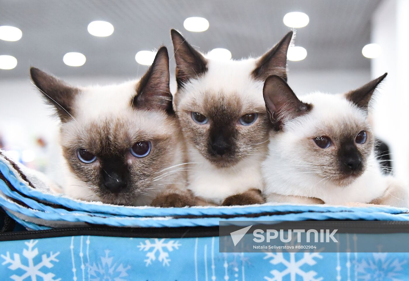 Russia Cat Show