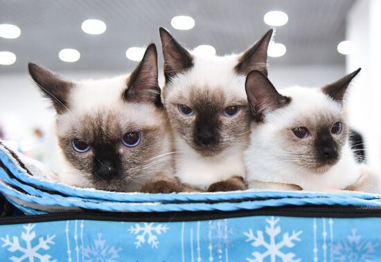 Russia Cat Show