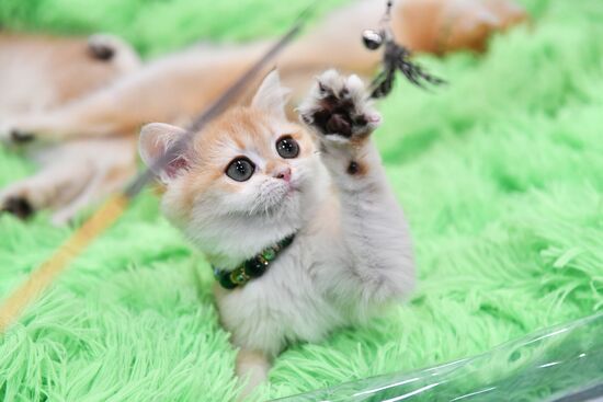 Russia Cat Show