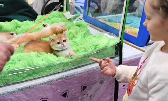 Russia Cat Show