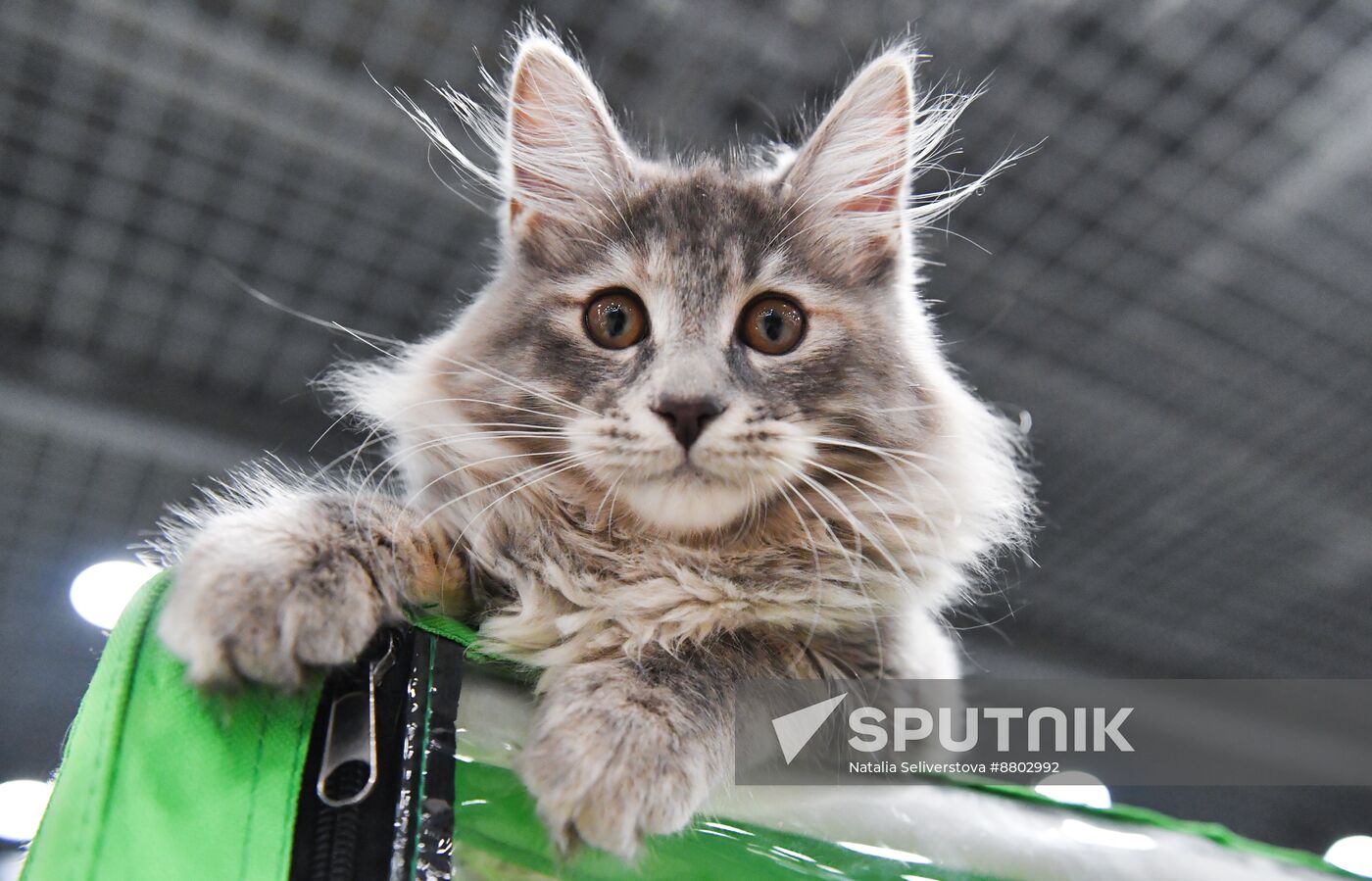 Russia Cat Show