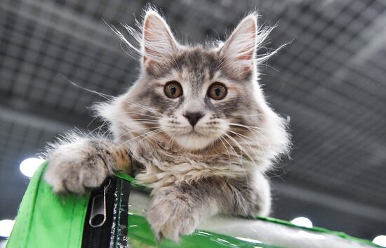 Russia Cat Show
