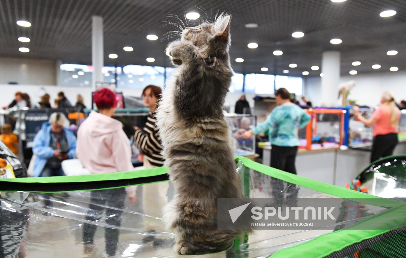 Russia Cat Show
