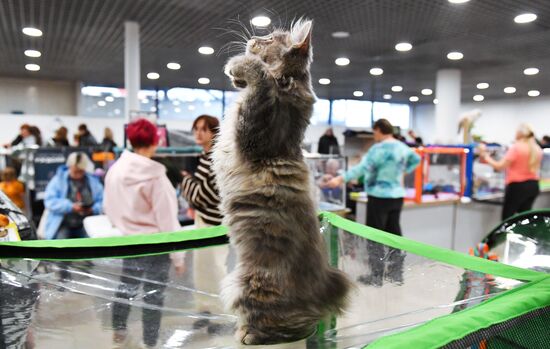 Russia Cat Show