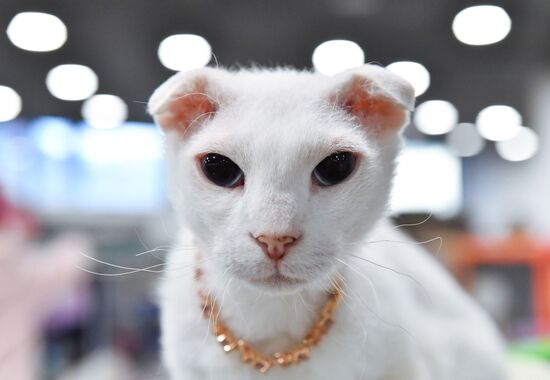 Russia Cat Show