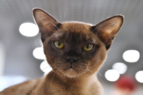 Russia Cat Show